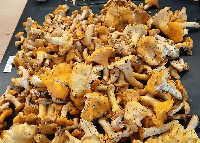 Germaine Et Yves Holiday home *